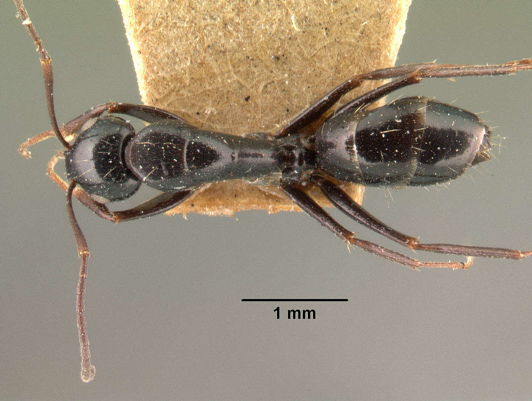 Image of Camponotus lubbocki Forel 1886