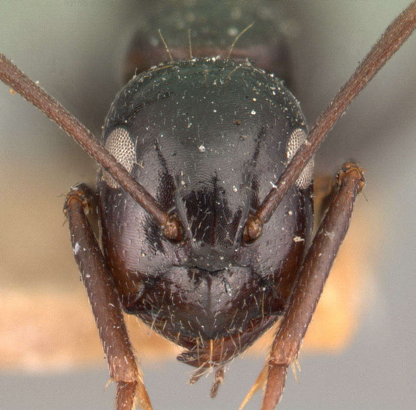 Image of Camponotus lubbocki Forel 1886