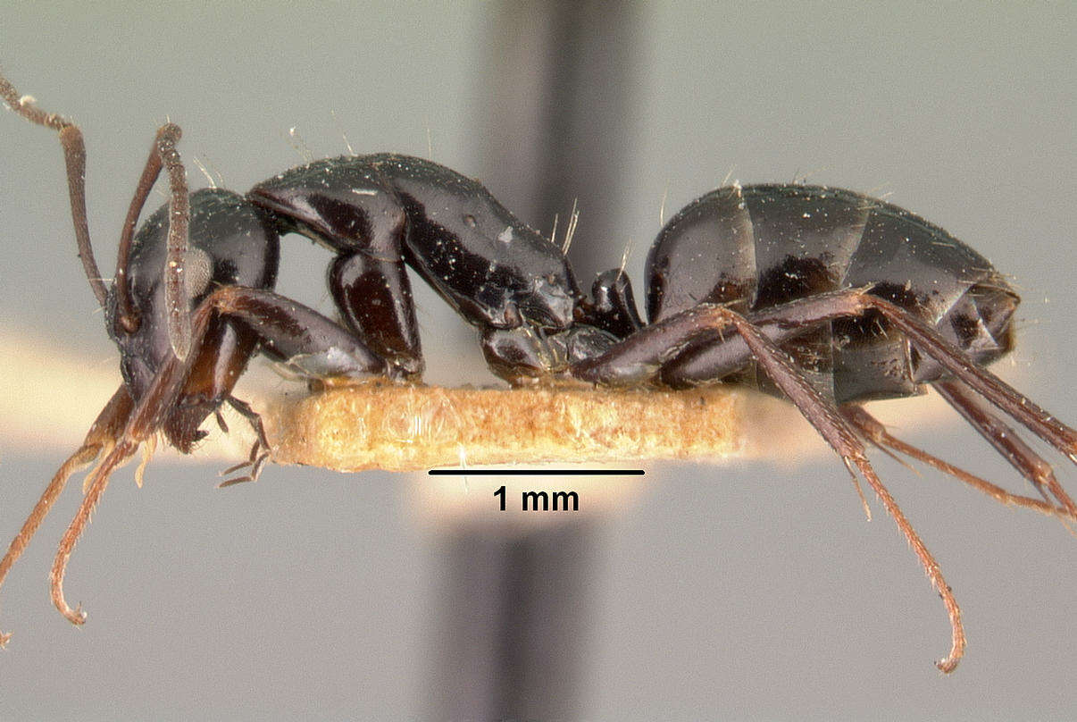 Image of Camponotus lubbocki Forel 1886