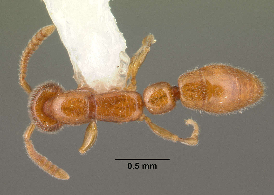 Apomyrma resmi