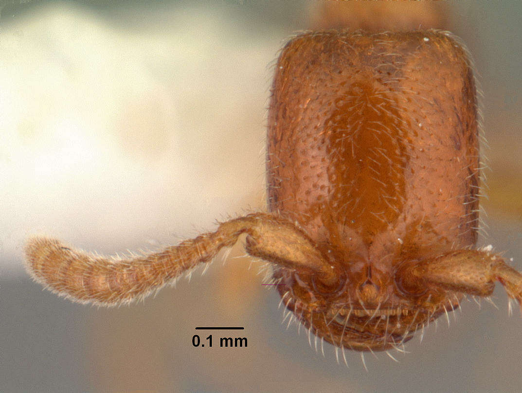 Apomyrma resmi