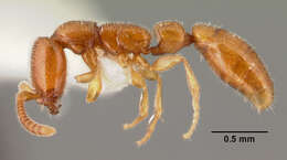 Apomyrma resmi