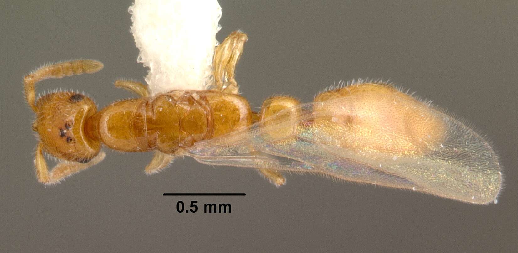 Apomyrma resmi