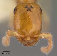 Image of Apomyrma