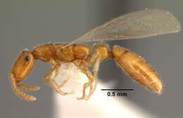 Image of Apomyrma