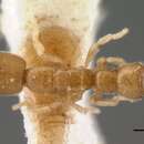 Image of Prionopelta amieti Terron 1974