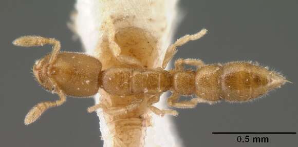 Image of Prionopelta amieti Terron 1974