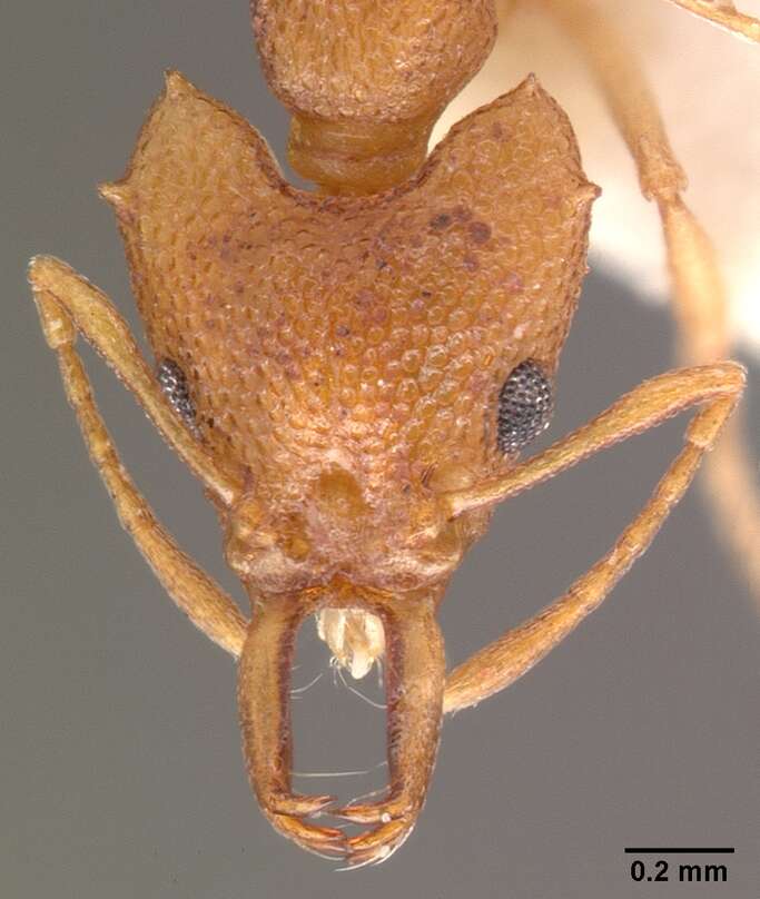 Image of Microdaceton