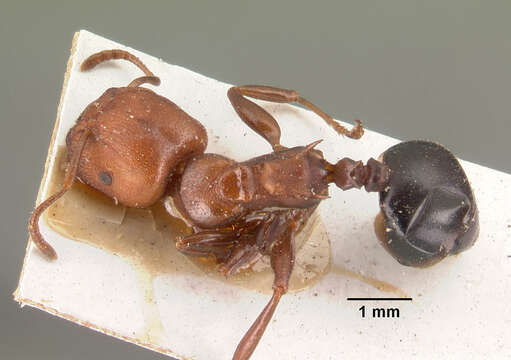 Image of Atopomyrmex mocquerysi Andre 1889