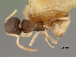 Image of Ant