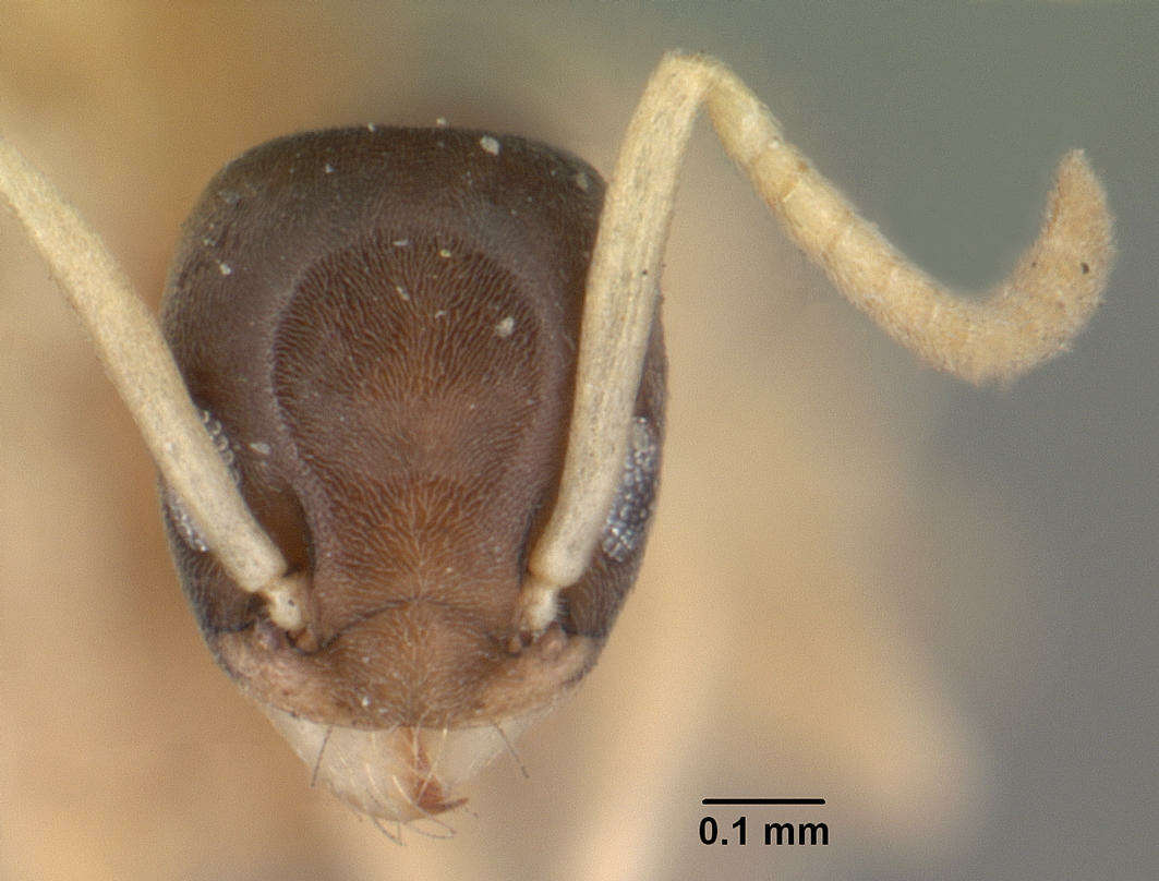 Image of Ant