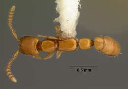 Apomyrma resmi