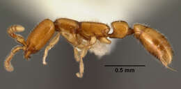 Apomyrma resmi