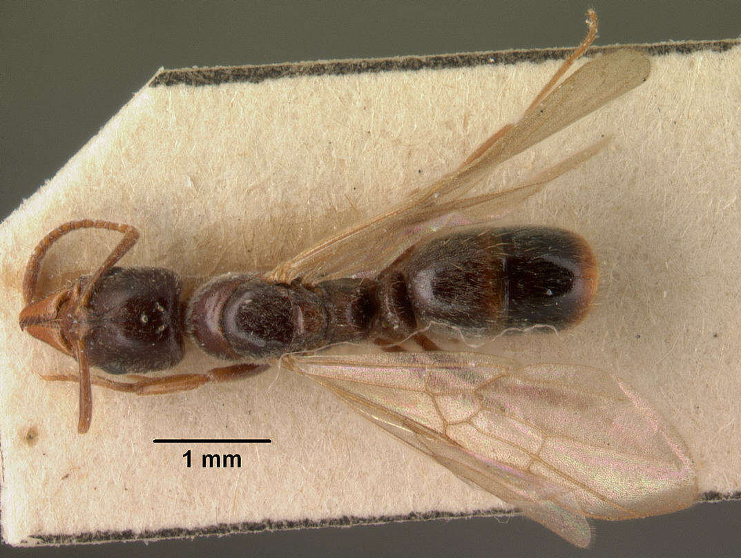 Image of Mesoponera ambigua