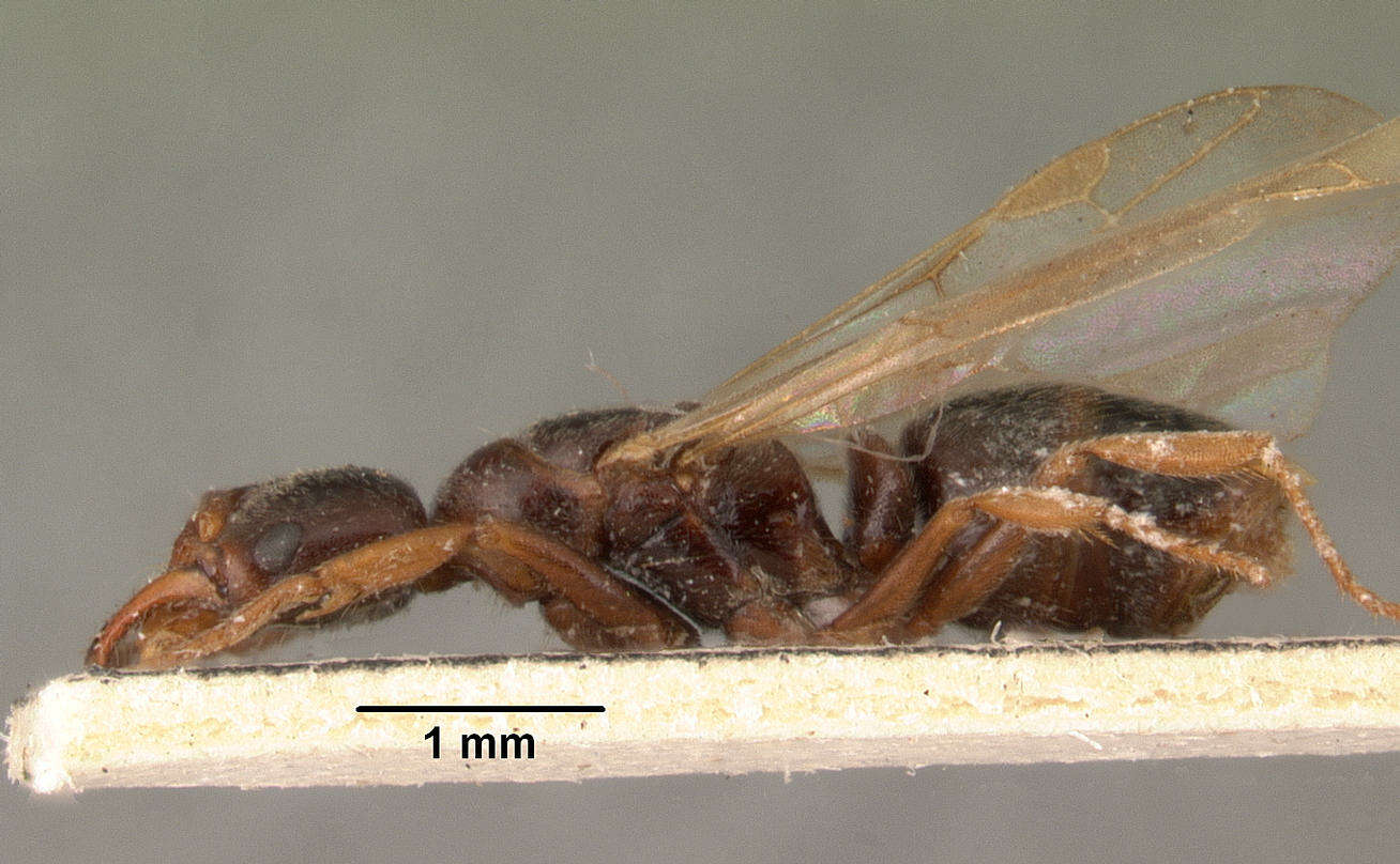 Image of Mesoponera ambigua