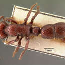 صورة Psalidomyrmex foveolatus Andre 1890