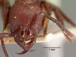 Image of Psalidomyrmex foveolatus Andre 1890