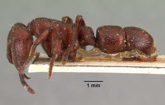 Image of Psalidomyrmex foveolatus Andre 1890