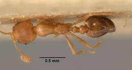 Image of Pharaoh ant