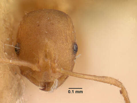 Image of Pharaoh ant