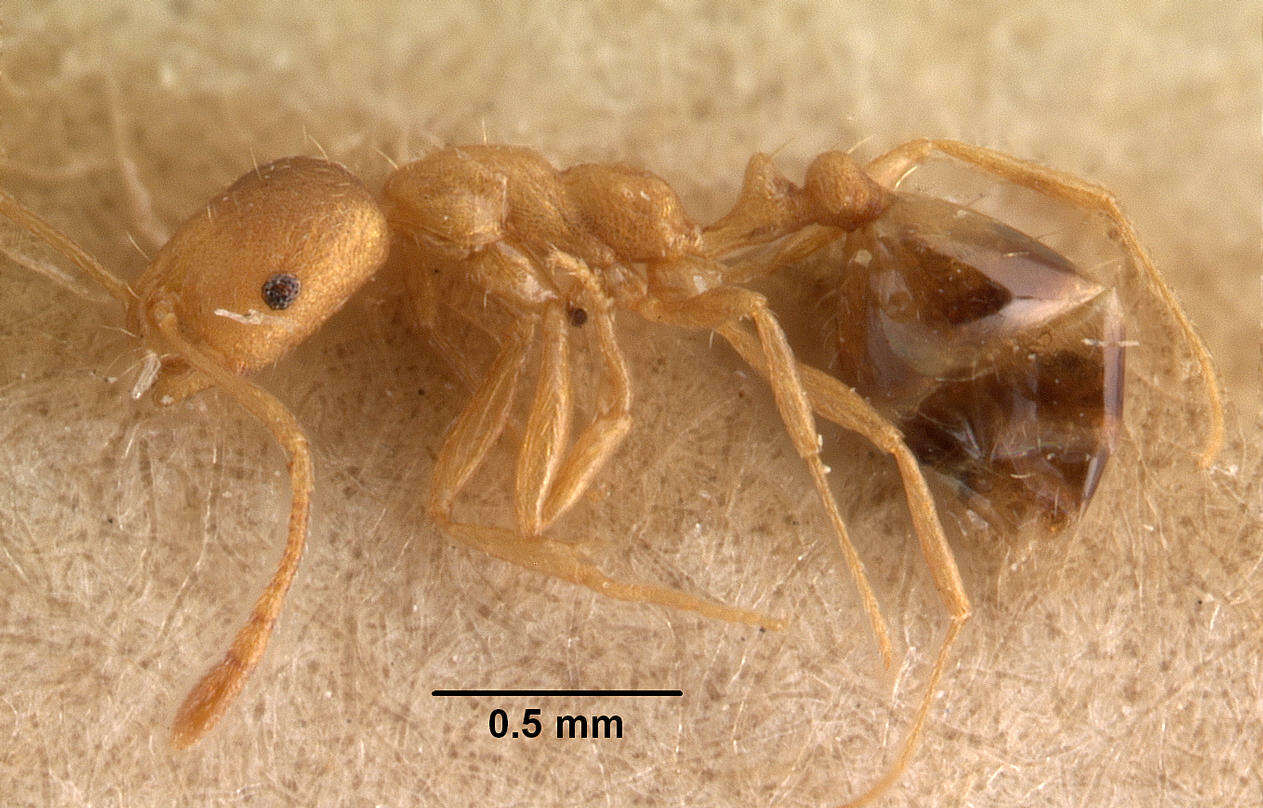 Image of Pharaoh ant