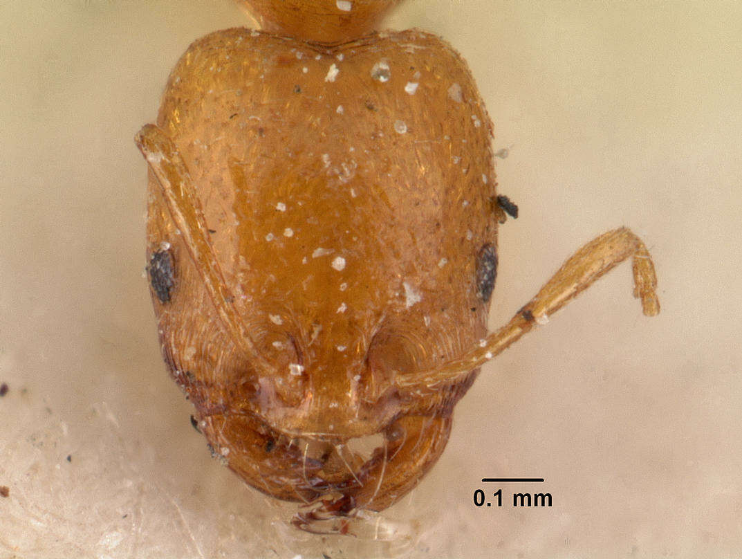 Image of Trichomyrmex destructor