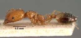 Image of Trichomyrmex destructor