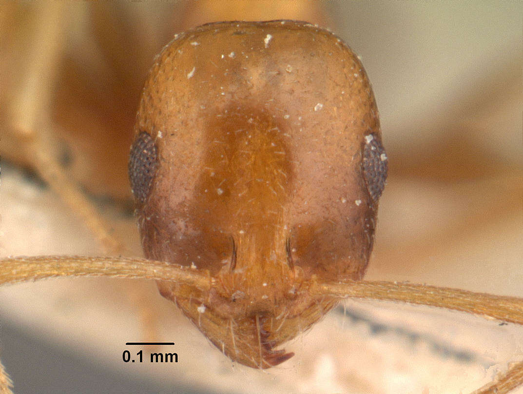 Image of Trichomyrmex destructor