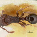 Image of Tetramorium guineense (Bernard 1953)