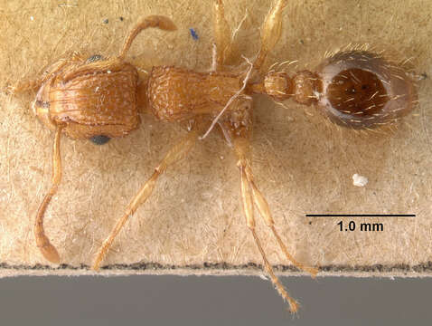 Image of Tetramorium