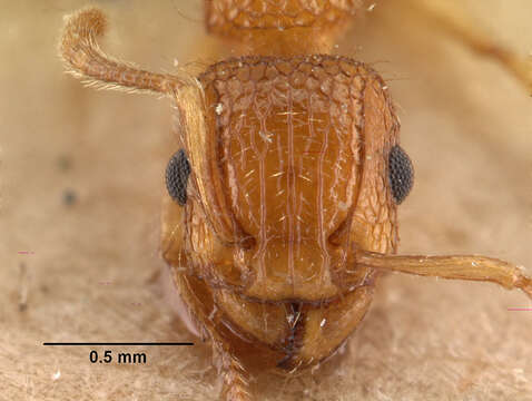 Image of Tetramorium