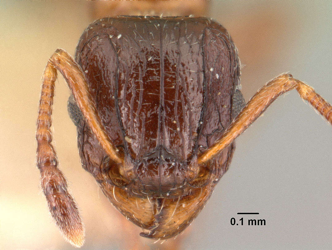 Image of Tetramorium bessonii Forel 1891