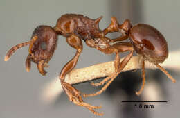 Image of Tetramorium bessonii Forel 1891