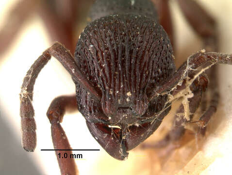 Image of Eutetramorium