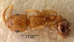 Image of Ant