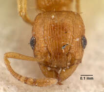 Image of Ant