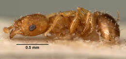Image of Ant