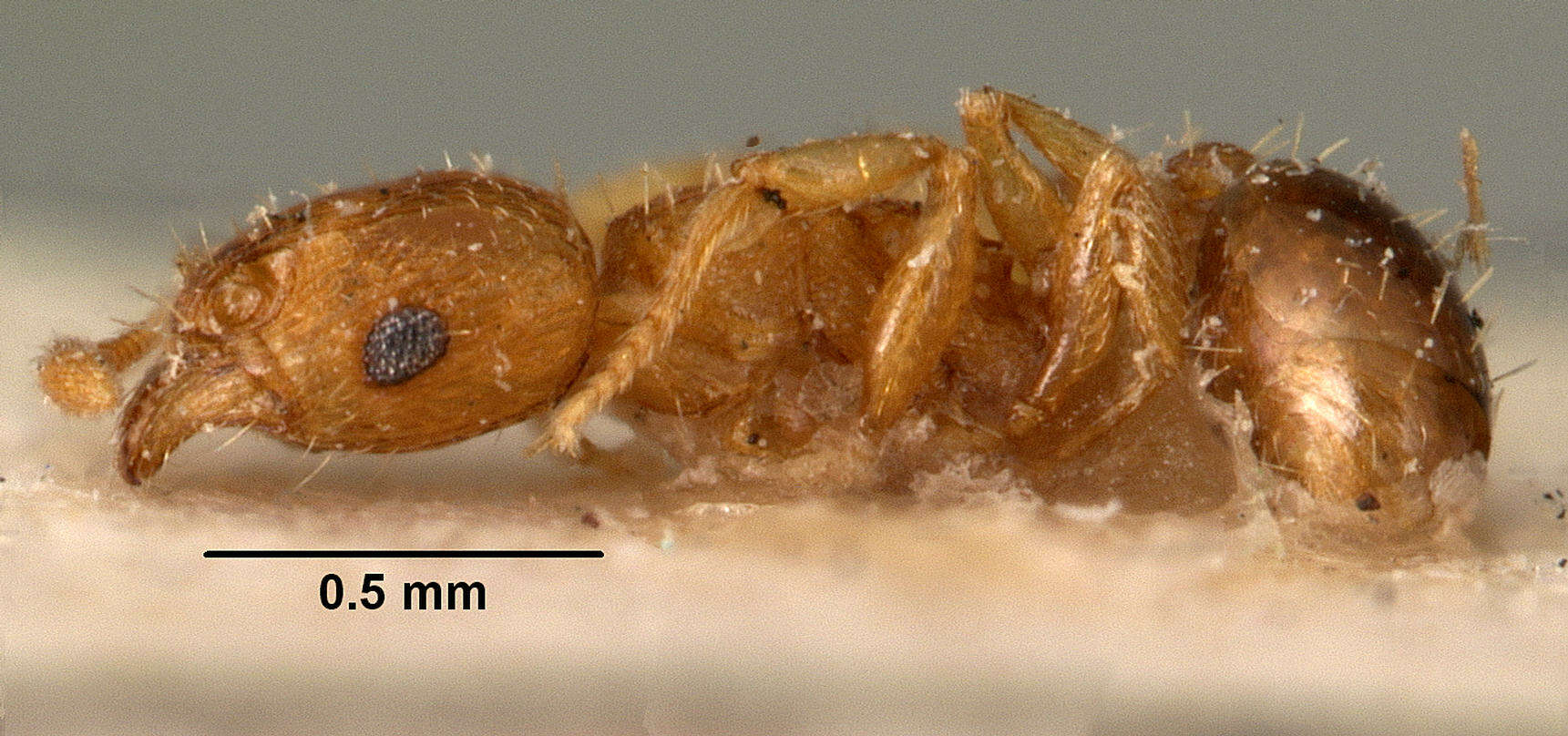 Image of Ant