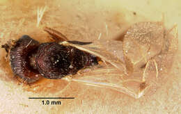 صورة Tetramorium steinheili Forel 1892