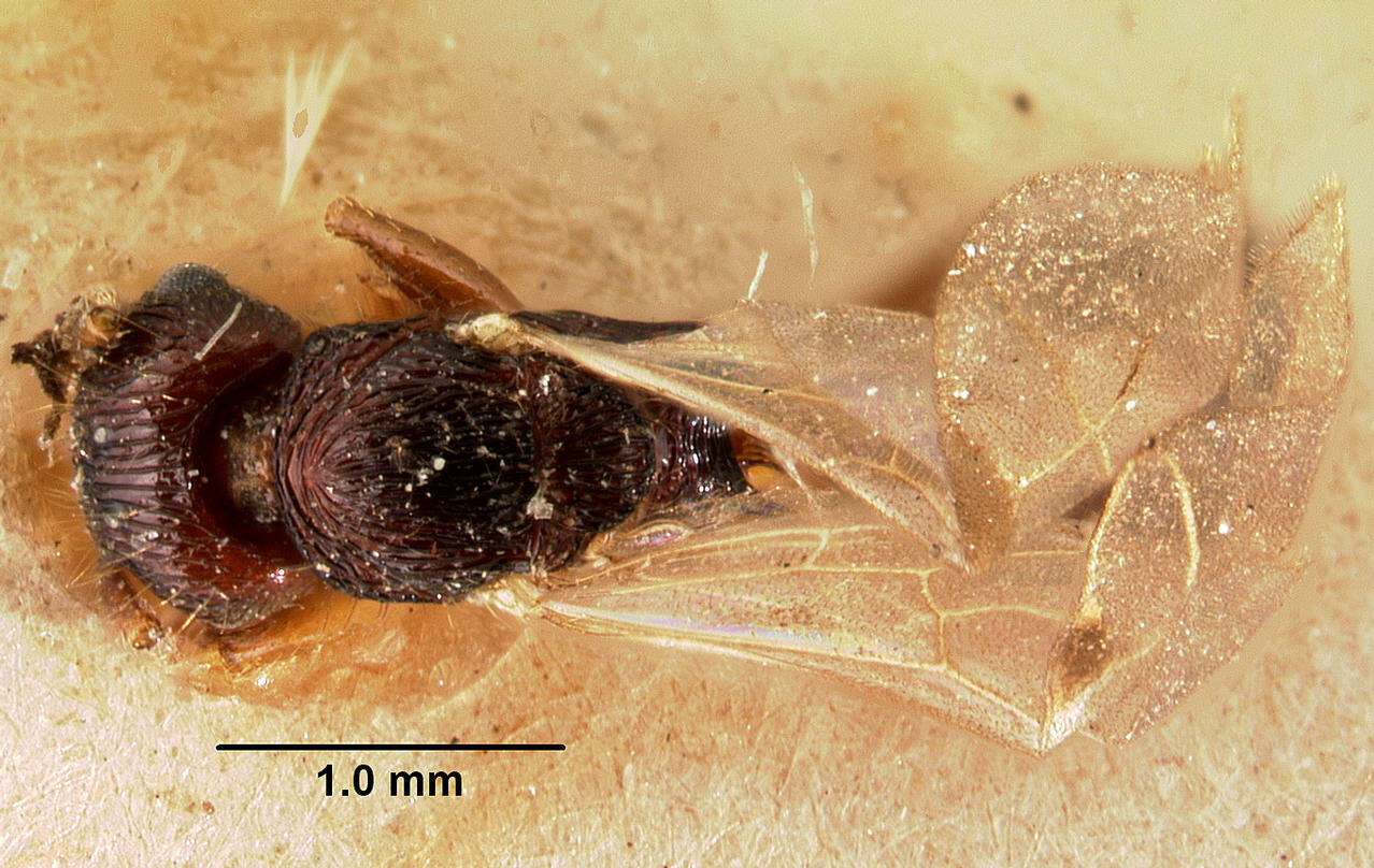 صورة Tetramorium steinheili Forel 1892