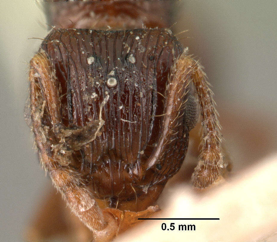 صورة Tetramorium steinheili Forel 1892