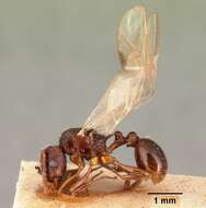 صورة Tetramorium steinheili Forel 1892