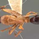 Image of Camponotus hagensii Forel 1886