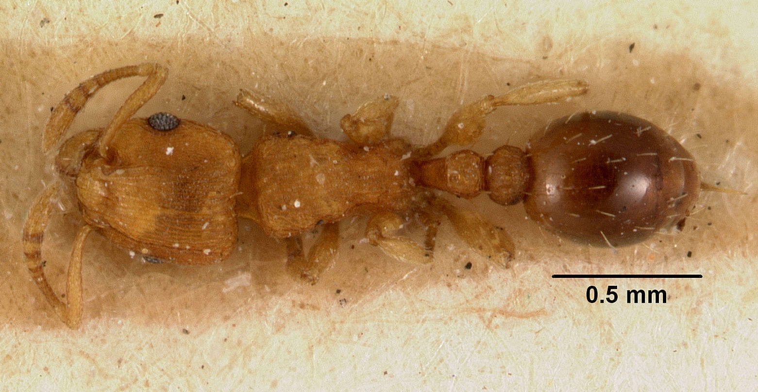 Image of Ant