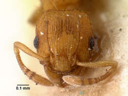 Image of Ant