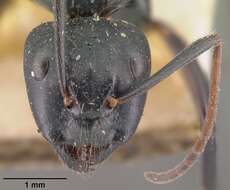 Imagem de Camponotus mocquerysi Emery 1899