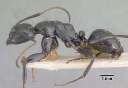 Imagem de Camponotus mocquerysi Emery 1899