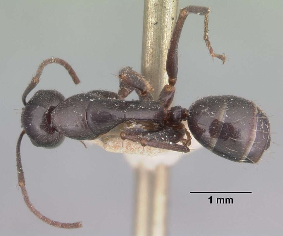 Image of Camponotus lubbocki Forel 1886