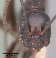 Image of Camponotus lubbocki Forel 1886