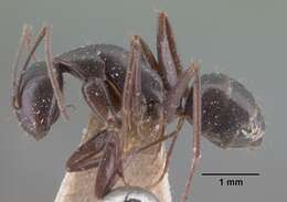 Image of Camponotus lubbocki Forel 1886